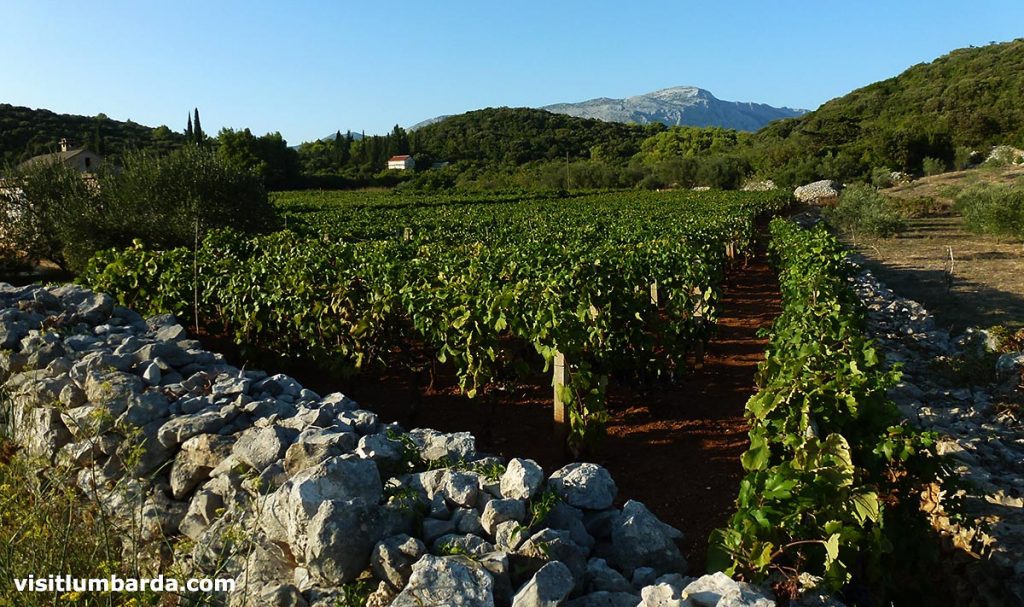 The vineyard in Gornje Blato